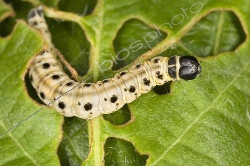 Biosphoto | 495837 | Chenille leaf cherry | &copy; Claudius Thiriet / Biosphoto