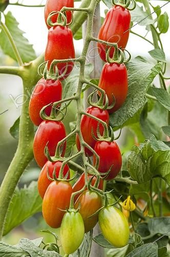 Biosphoto | 1638626 | Cherry tomatoes 'Caprese' in a kitchen garden | &copy; Alexandre Petzold / Biosphoto