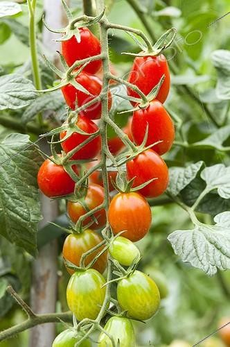 Biosphoto | 1638625 | Cherry tomatoes 'Cupido' in a kitchen garden | &copy; Alexandre Petzold / Biosphoto