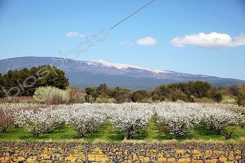 Biosphoto | 2601238 | Cherry trees in bloom in front of mont Ventoux in spring, Provence, France | &copy; Eric Guilloret / Biosphoto
