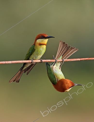 Biosphoto | 2409013 | Chestnut-headed Bee-eater (Merops leschenaulti) pair, Malaysia | &copy; Graeme Guy / BIA / Biosphoto