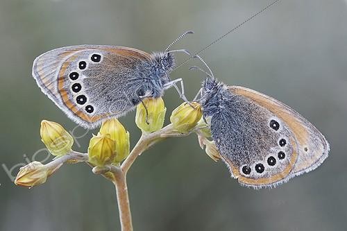 Biosphoto | 1921356 | Chestnut Heath on a flower - Serra do Courel  Spain | &copy; Siro Moya / Biosphoto