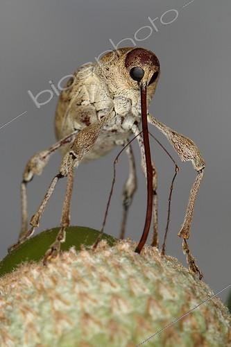 Biosphoto | 2087264 | Chestnut weevil (Curculio elephas) on an acorn, Sieuras, Ariège, France | &copy; Jacques Rosès / Biosphoto