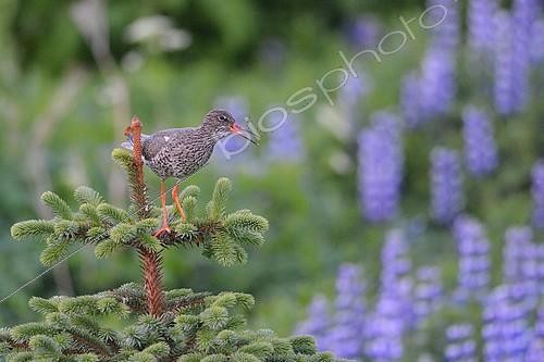 Biosphoto | 2081389 | Chevalier gambette perché sur ce petit sapin pour marquer son territoire. | &copy; Adrien Wehrlé / Biosphoto