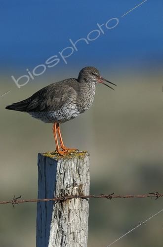 Biosphoto | 33619 | Chevalier gambette posé sur un poteau Isalnde | &copy; Mike Lane / Biosphoto