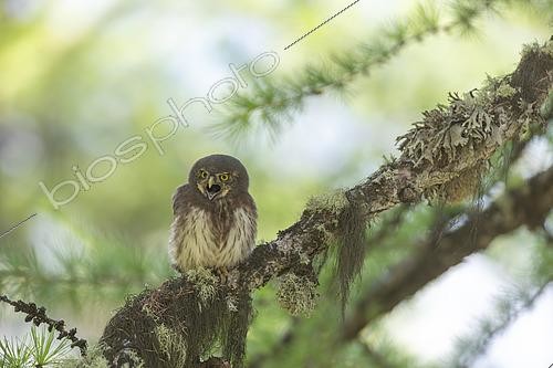 Biosphoto | 2613534 | Chevêchette d'Europe (Glaucidium passerinum), juvénile appelant ses parents, parc national des Ecrins, Alpes, France | &copy; Emile Barbelette / Biosphoto