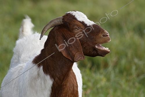 Biosphoto | 2593618 | Chèvre Boer (Capra aegagrus hircus), portrait, Schleswig-Holstein, Allemagne, Europe | &copy; Justus de Cuveland / imageBROKER / Biosphoto