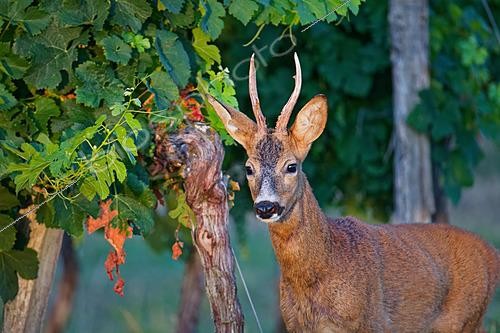 Biosphoto | 2626023 | Chevreuil (Capreolus capreolus) brocard dans une vigne en début de matinée en été, Gironde, Nouvelle-Aquitaine, France | &copy; Bernard Dubreuil / Biosphoto
