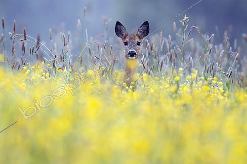 Biosphoto | 2616791 | Chevreuil (Capreolus capreolus) chevrette dans une prairie fleurie au printemps, Vosges, France | &copy; Fabrice Cahez / Biosphoto