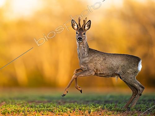 Biosphoto | 2626694 | Chevreuil (Capreolus capreolus) sautant, Slovaquie | &copy; Ervin Horesnyík / Biosphoto