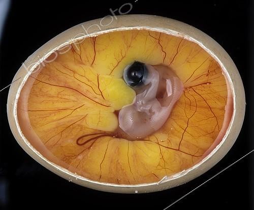 Biosphoto | 28509 | Chick embryo between the sixth and ninth day | &copy; Jean-Michel Labat / Biosphoto