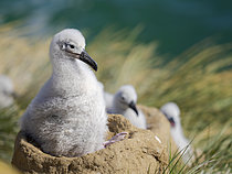 Biosphoto | 2626267 | Chick on nest. Black-browed albatross (Thalassarche melanophris) or Mollymauk. South America, Falkland Islands, Saunders Island, summer | &copy; Martin Zwick / Biosphoto