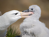 Biosphoto | 2626274 | Chick on nest with adult parent. Black-browed albatross (Thalassarche melanophris) or Mollymauk. South America, Falkland Islands, Saunders Island, summer | &copy; Martin Zwick / Biosphoto
