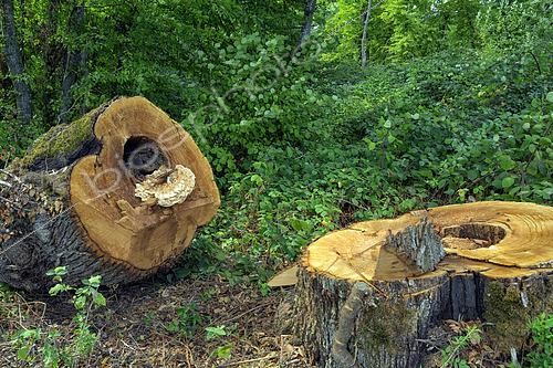 Biosphoto | 2610192 | Chicken of the Woods (Laetiporus sulphureus) parasitizing a trunk, it is one of the agents of cubic rot, which destroys the cellulose and hemicelluloses of living wood (while sparing lignin). France. | &copy; Jean-Philippe Delobelle / Biosphoto