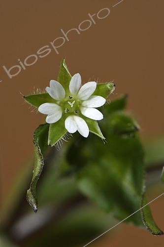 Biosphoto | 2148878 | Chickweed (Stellaria media) flower in garden, Belfort, Territoire de Belfort), France | &copy; Denis Bringard / Biosphoto