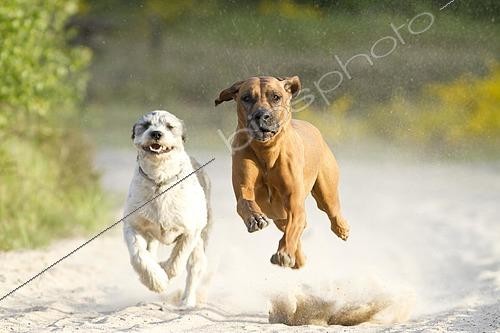 Biosphoto | 2437311 | Chiens courant, Rhodesian Ridgeback et un bâtard Briard, dans la lande de Doeberitz, Havelland, Brandebourg, Brandebourg, Allemagne | &copy; Meike Engels / imageBROKER / Biosphoto
