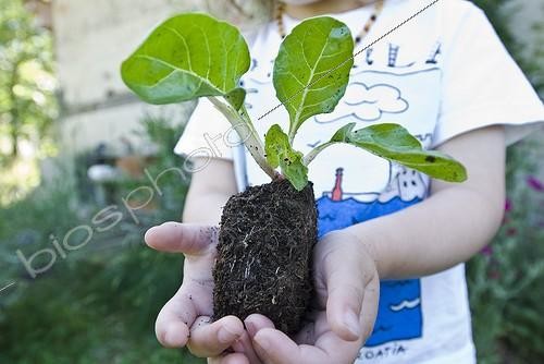 Biosphoto | 1127833 | Child wearing a plant Poiree Ain France | &copy; Marc Chatelain / Biosphoto