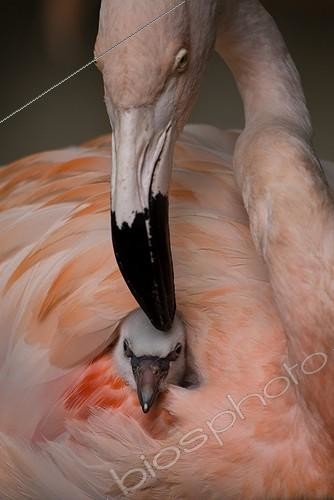 Biosphoto | 1181644 | Chilean Flamingo (Phoenicopterus chilensis) chick burrowed into its parent's plumage, Luisenpark, Mannheim, Baden-Wuerttemberg, Germany, Europe | &copy; Dirk Funhoff / imageBROKER / Biosphoto