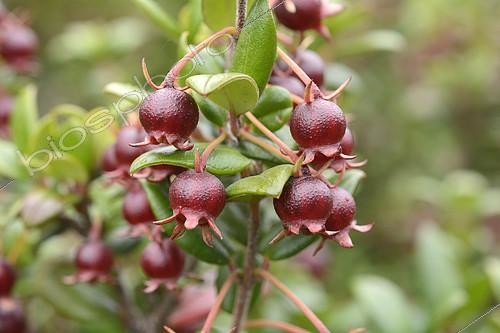 Biosphoto | 2394883 | Chilean guava (Ugni molinae), Myrtaceae endemic to Chile, Unripe berries, Chiloe National Park, Cucao, Chiloe Island, X Region of the Lakes, Chile | &copy; Jean-Claude Malausa / Biosphoto
