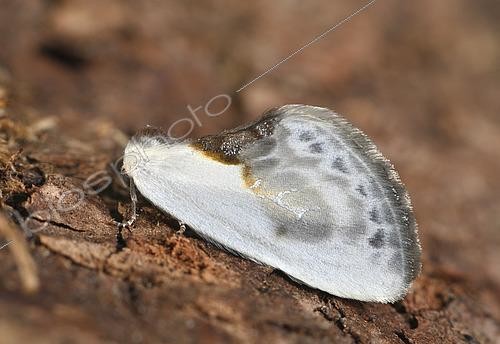 Biosphoto | 2448345 | Chinese Character (Cilix glaucata), Imago of 11mm mimicking a bird's fowl, garden and borders, July, Brittany, France | &copy; Dominique Halleux / Biosphoto