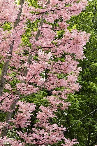 Biosphoto | 2569963 | Chinese mahogany (Toona sinensis 'Flamingo') | &copy; Frédéric Tournay / Biosphoto