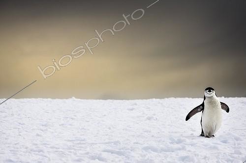 Biosphoto | 2016165 | Chinstrap penguin on snow - Antarctica | &copy; Manon Moulis / Biosphoto