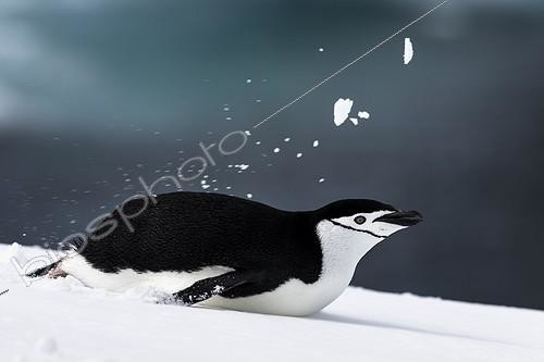 Biosphoto | 2016164 | Chinstrap penguin sliding on his belly - Antarctica | &copy; Manon Moulis / Biosphoto