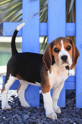 Biosphoto | 2510589 | Chiot beagle debout devant une barrière | &copy; Eric Guilloret / Biosphoto
