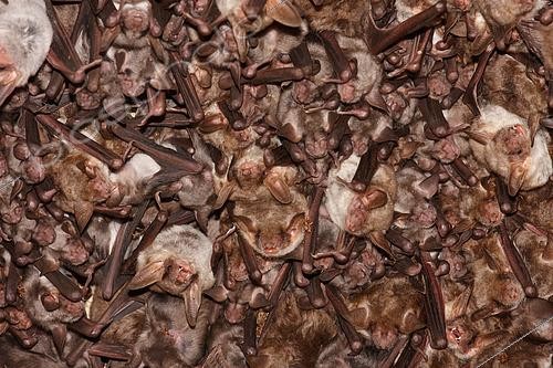 Biosphoto | 2596342 | Chiropteran colony, various species of chiropterans grouped on the roof of their breeding place are parasitized by some arachnids. La Rioja, Spain | &copy; Eduardo Ayala-Santibañez / Biosphoto