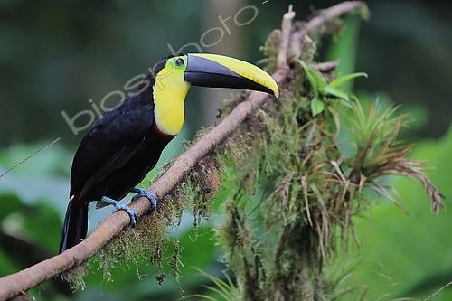 Biosphoto | 2602815 | Choco Toucan (Ramphastos brevis) adult perched on a branch in the forest. Ecuador. South of America | &copy; Brigitte Marcon / Biosphoto