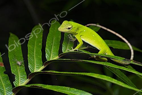 Biosphoto | 2564647 | Chocoan Green Anole (Anolis parvauritus) looking a spider, Chocó, Ecuador | &copy; Vincent Premel / Biosphoto