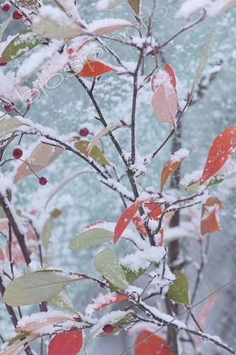 Biosphoto | 1967957 | Chokeberry under snow in a garden | &copy; H. Curtis / Biosphoto