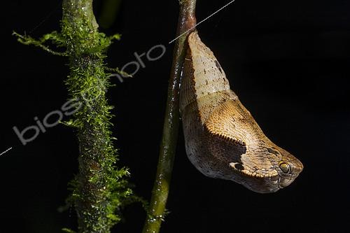 Biosphoto | 2564643 | Chrysalis of a butterfly (Dynastor darius) imitating the head of a snake, Ecuador. | &copy; Vincent Premel / Biosphoto
