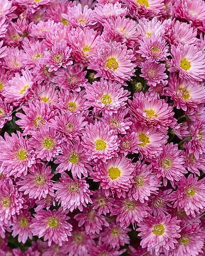 Biosphoto | 2599932 | Chrysanthemum Branpetit Pink 1 | &copy; Visions BV, Netherlands / ~Brandkamp / Visions Pictures / Biosphoto