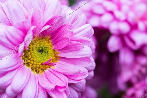 Biosphoto | 2019351 | Chrysanthemum in bloom in a garden | &copy; Yann Avril / Biosphoto