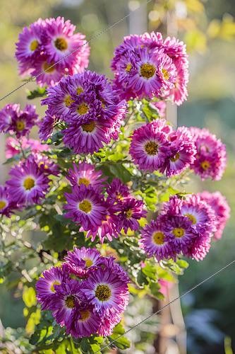 Biosphoto | 2431045 | Chrysanthemum 'Mrs Jessie Cooper', rustic variety. | &copy; Jean-Michel Groult / Biosphoto
