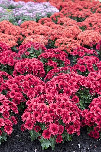 Biosphoto | 2150424 | Chrysanthemums in bloom in a garden, autumn, Germany | &copy; Yann Avril / Biosphoto