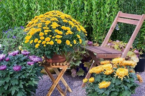 Biosphoto | 965675 | Chrysanthemums in bloom on a garden terrace | &copy; Frédéric Didillon / Biosphoto