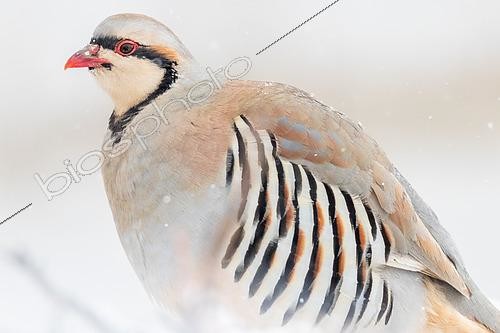 Biosphoto | 2551361 | Chukar Partridge (Alectoris chukar) adult on the ground in winter in Ladakh | &copy; Bastien Chaix / Biosphoto