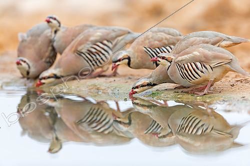 Biosphoto | 2412162 | Chukar Partridge (Alectoris chukar) group drinking at waterhole, HaDarom, Israel | &copy; Mathias Schaef / BIA / Biosphoto