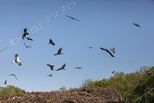 Biosphoto | 2622160 | Cigogne blanche (Ciconia ciconia) et milan noir (Milvus migrans), groupe en vol au dessus d'un tas de déchets organiques pour compostage au printemps, environs de Marbache, Lorraine, France | &copy; André Simon / Biosphoto
