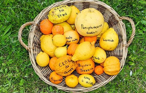 Biosphoto | 2585180 | Citrus exhibition, Fête des jardiniers in the grounds of Château du Lude, Le Lude, Sarthe, France | &copy; Michel Gile / Biosphoto