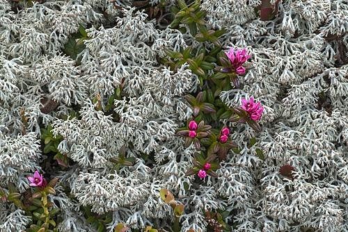 Biosphoto | 2485440 | Cladonie étoilée (Cladonia stellaris) et Azalée naine (Loiseleuria procumbens) en lferus, Tyrol, Autriche | &copy; Adelheid Nothegger / imageBROKER / Biosphoto