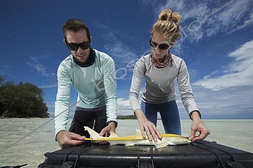 Biosphoto | 2118676 | Clare Keating Daly et Ryan Daly, biologiste marin et directeur de recherche du centre de recherche de d'Arros de la fondation  Save our seas  mesurant un jeune Requin citron (Negaprion brevirostris), Atoll St-Joseph, Seychelles | &copy; Olivier Born / Biosphoto