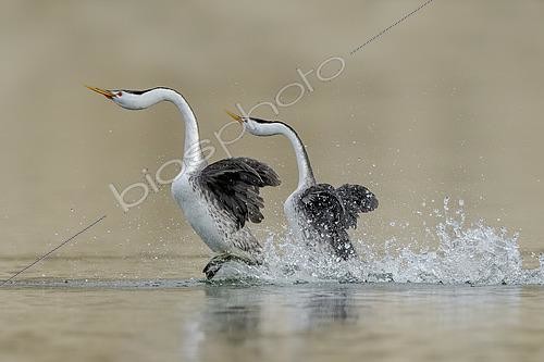 Biosphoto | 2589957 | Clark's Grebe (Aechmophorus clarkii) pair rushing, California, USA | &copy; Alan Murphy / BIA / Biosphoto