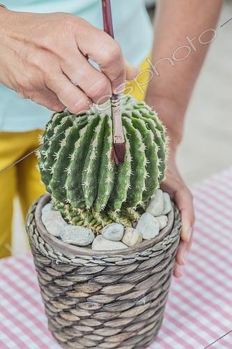 Biosphoto | 2430935 | Cleaning a Barrel cactus (Echinocactus grusonii) with a brush. | &copy; Jean-Michel Groult / Biosphoto