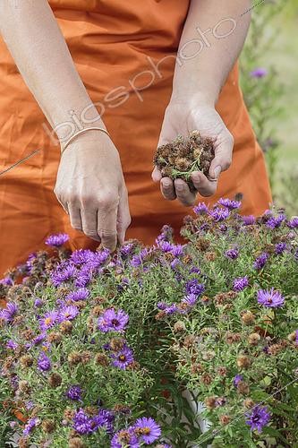 Biosphoto | 2459654 | Cleaning of faded 'Marina Wolkonsky' autumn aster flowers (flower heads) to make the bloom last. | &copy; Jean-Michel Groult / Biosphoto