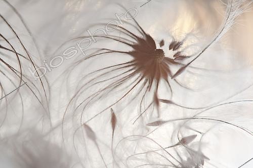 Biosphoto | 2090801 | Clematis (Clematis sp) feathery achenes | &copy; Pedro Javier Pascual Hernandez / Biosphoto