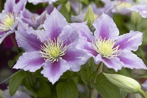 Biosphoto | 415633 | Clematis Piilu | &copy; Visions Pictures / Biosphoto