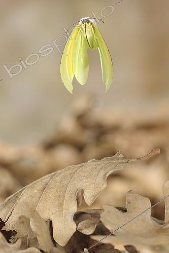 Biosphoto | 919425 | Cleopatra in flight above dead leaves | &copy; Ghislain Simard / Biosphoto